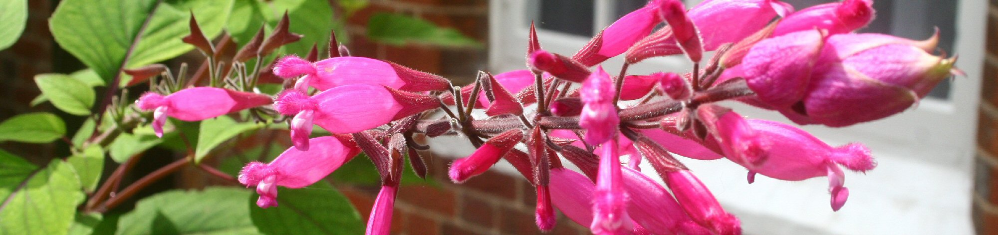 Salvia involucrata